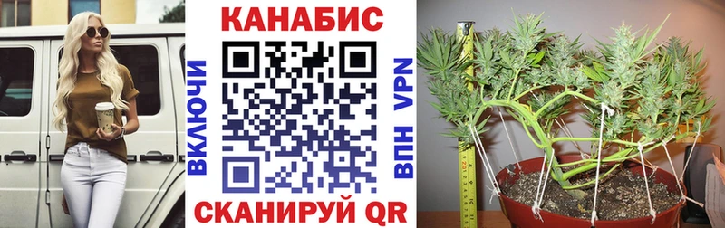 Бошки марихуана план  Купить закладки  Велиж 
